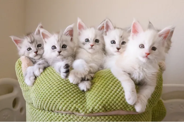 maine coon kittens for sale