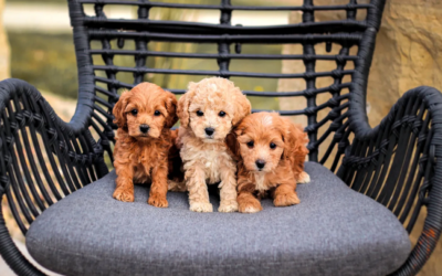 puppies for sale near me