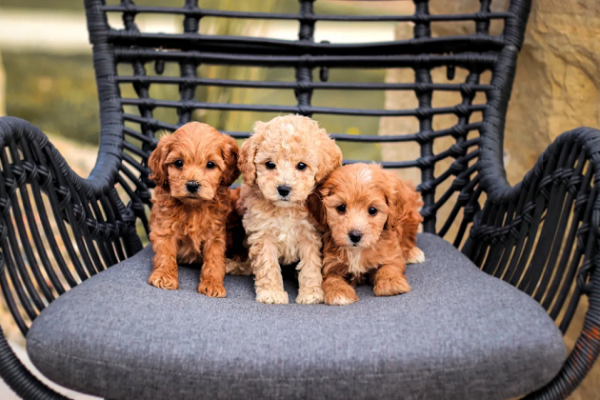 puppies for sale near me